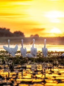 Romania, Delta del Danubio