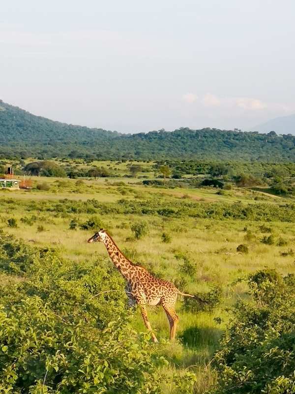 Quando viaggiare in Tanzania Quando viaggiare in Tanzania