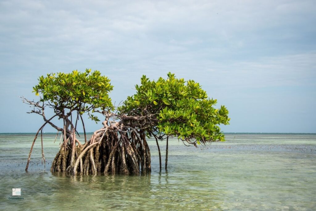 Mangrovie a Zanzibar