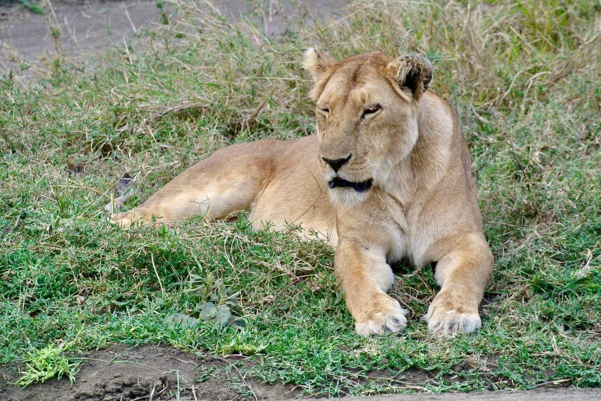 Serengeti National Park