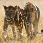 Leoni nella savana del Serengeti