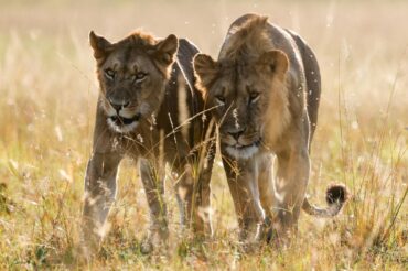 Leoni nella savana del Serengeti