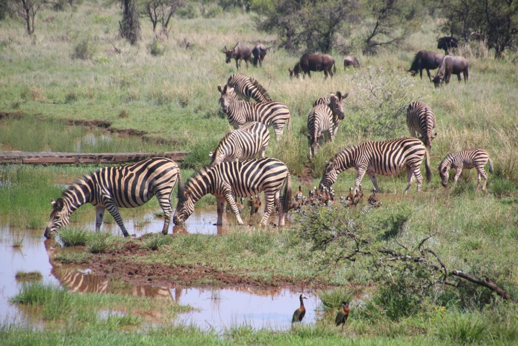 Safari in Tanzania Safari in Tanzania