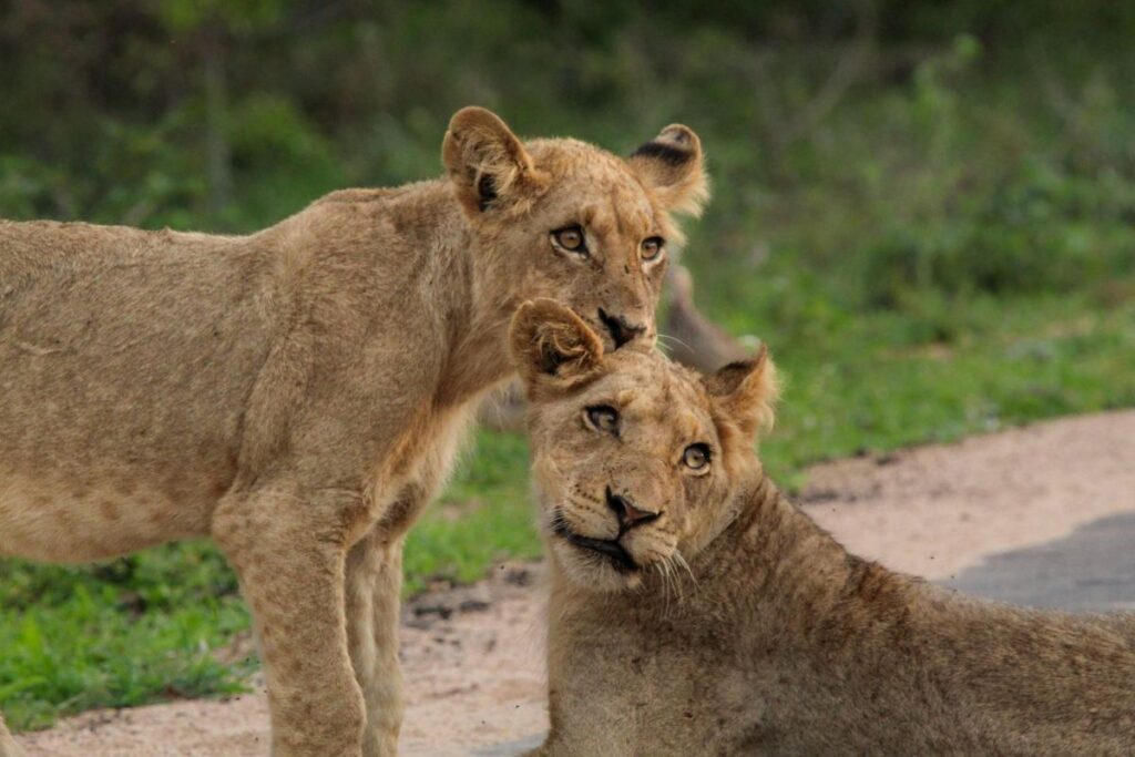 cosa portare in Tanzania